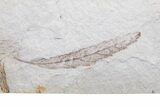 Unidentified Fossil Leaf - Ruby River Basin, Montana #216594-1